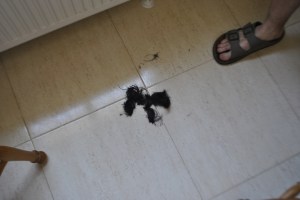 The first locks drop